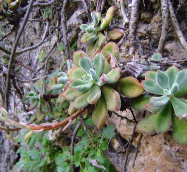 A close up of the Echeveria Pulvinata succulents growing on a wall